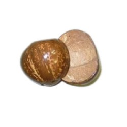 Par de Cocos Hawaianos